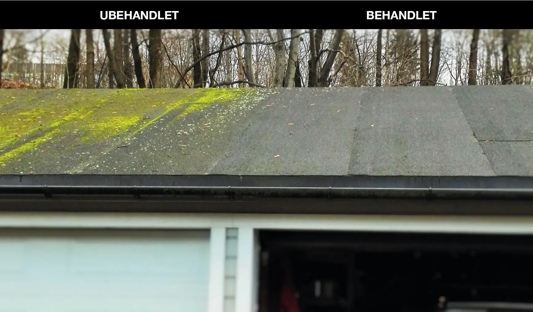 sopp & alger - Bilde 3