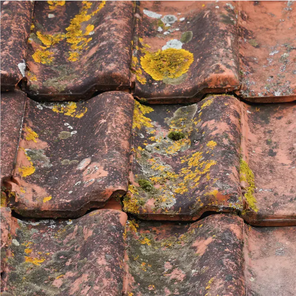 Rengjøring, rens og impregnering av takstein